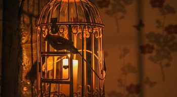 the-game-enlevement-la-cage-a-oiseaux
