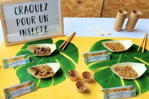 dégustation d’insectes